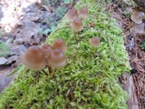 Mycena stipata image