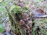 Mycena stipata image