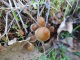 Mycena stipata image