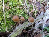 Mycena stipata image