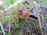 Mycena stipata image