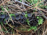Pseudoplectania nigrella image