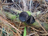 Pseudoplectania nigrella image