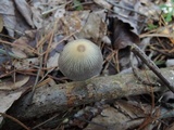 Parasola plicatilis image