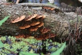 Phellinus gilvus image