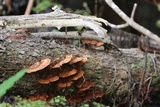 Phellinus gilvus image