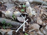 Parasola plicatilis image