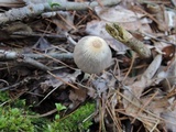 Parasola plicatilis image