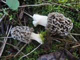 Morchella americana image
