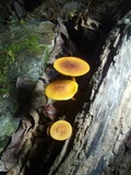 Xeromphalina tenuipes image