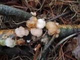 Tremella encephala image