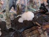 Tremella encephala image