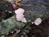 Tremella encephala image