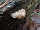 Tremella encephala image