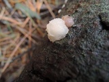 Tremella encephala image
