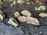 Trichaptum abietinum image