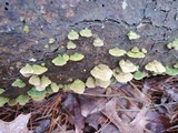 Trichaptum abietinum image