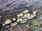 Trichaptum abietinum image