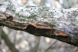 Phellinus gilvus image