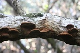 Phellinus gilvus image