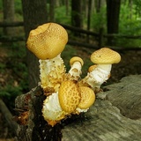 Neolentinus lepideus image