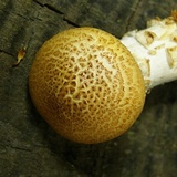 Neolentinus lepideus image