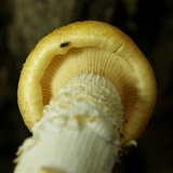 Neolentinus lepideus image