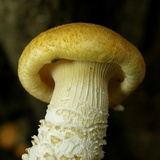 Neolentinus lepideus image
