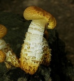 Neolentinus lepideus image