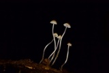 Phloeomana hiemalis image