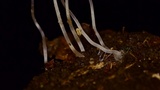 Phloeomana hiemalis image