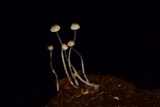 Phloeomana hiemalis image