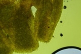 Phloeomana hiemalis image