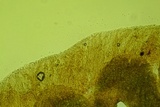 Phloeomana hiemalis image