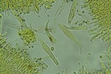 Phloeomana hiemalis image