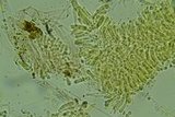 Phloeomana hiemalis image