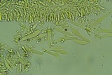 Phloeomana hiemalis image