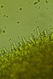Phloeomana hiemalis image