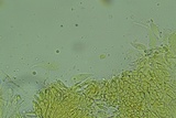 Phloeomana hiemalis image