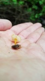 Pluteus chrysophlebius image