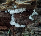 Ceratiomyxa fruticulosa var. fruticulosa image