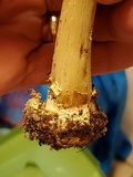 Amanita brunnescens image