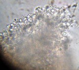 Mycena pura image