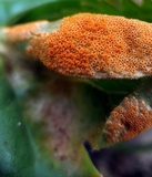 Allodus podophylli image