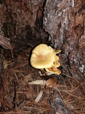 Neolentinus lepideus image