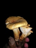 Neolentinus lepideus image