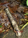 Rosellinia corticium image