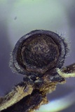 Rosellinia corticium image