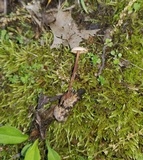 Gymnopus semihirtipes image
