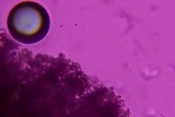 Gymnopus semihirtipes image